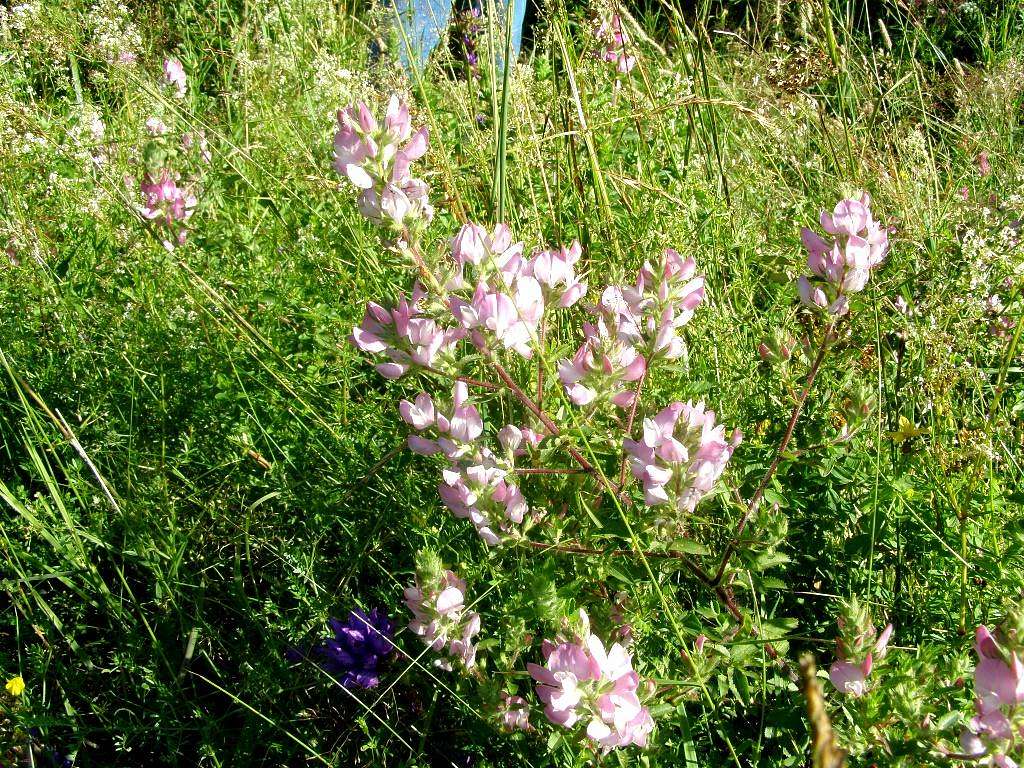 Carynska Meadow - Our hike – July 23, 2016