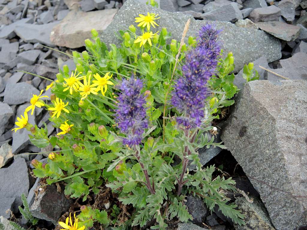 Purple-  silky phacelia   Yellow-Dwarf Mountain Ragwort