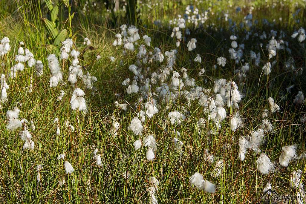 Cottongrass fields
