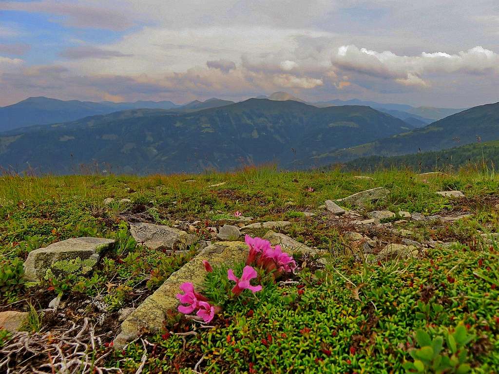 Nockberge and alpine flora