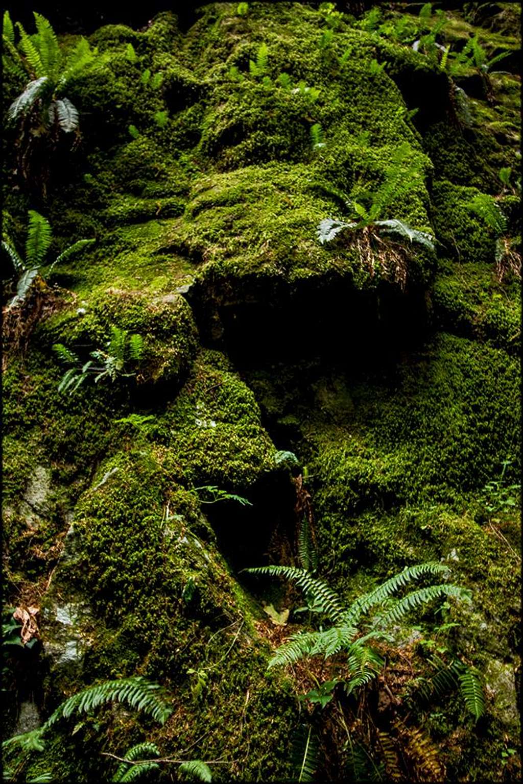 The mossy wall