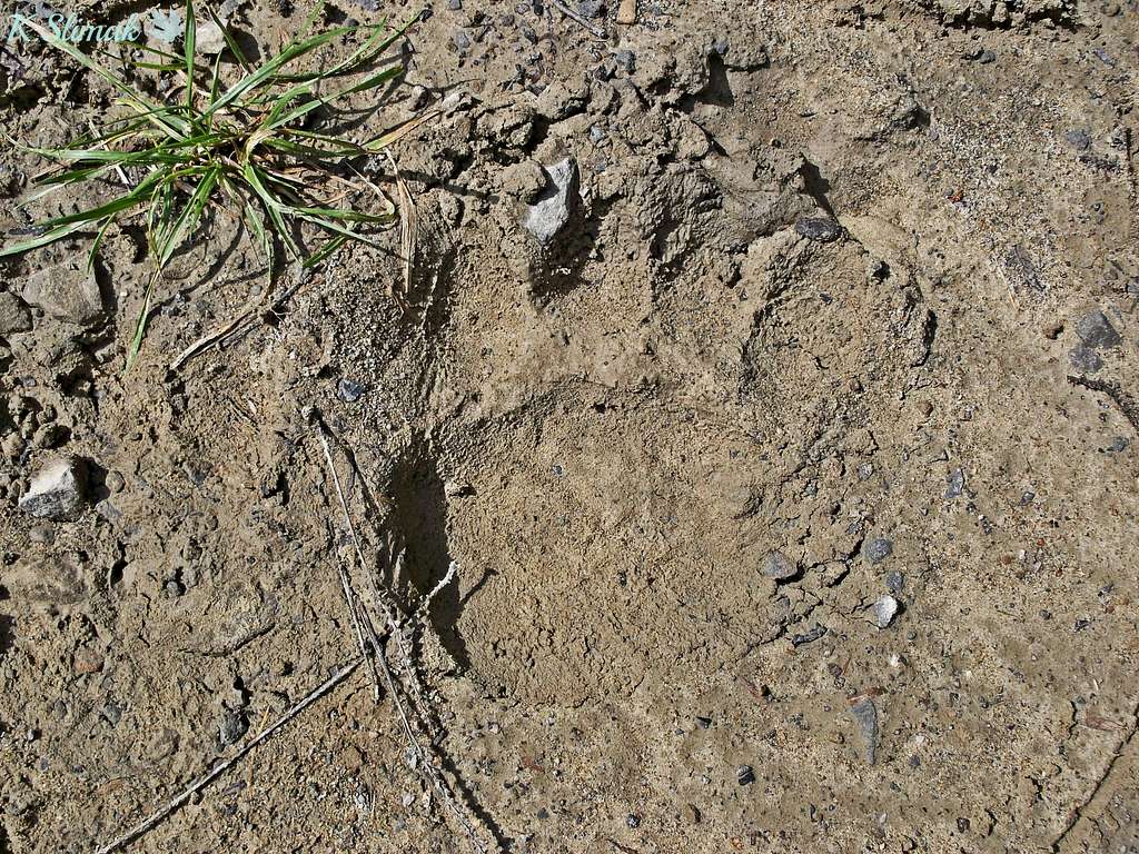 An imprint of a bear pow