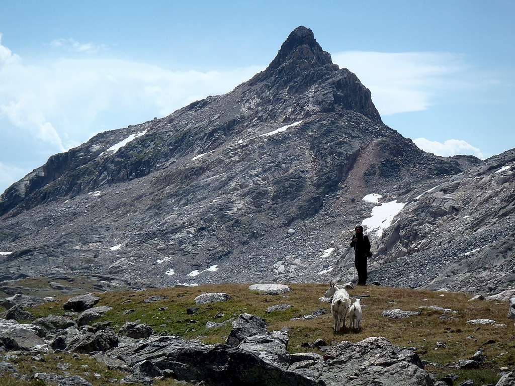 Mountain Man and Mountain Goats 