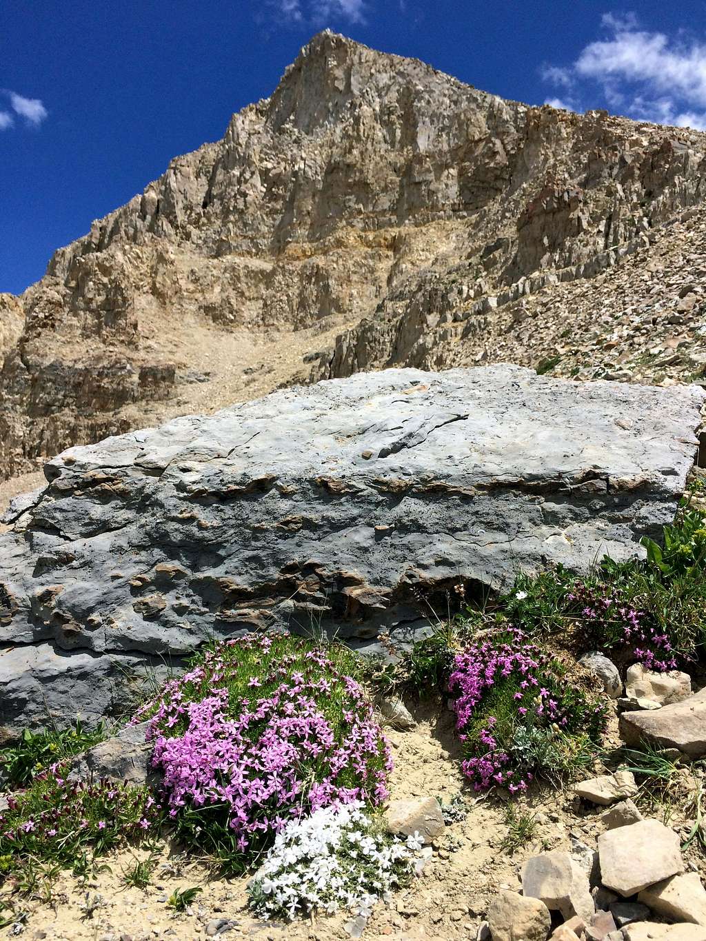 More South Timp wildflowers