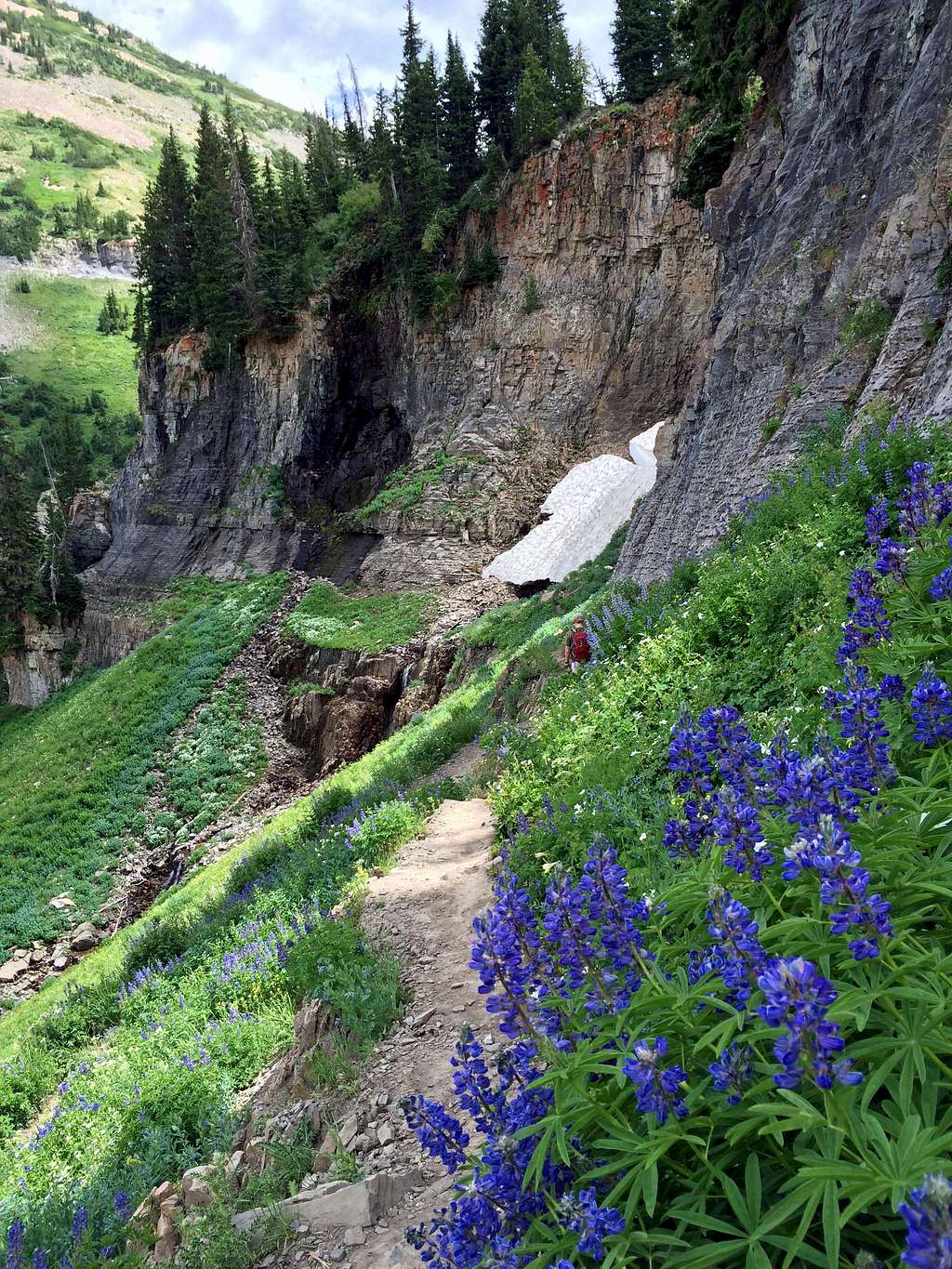 Scenic Aspen Grove wildflowers