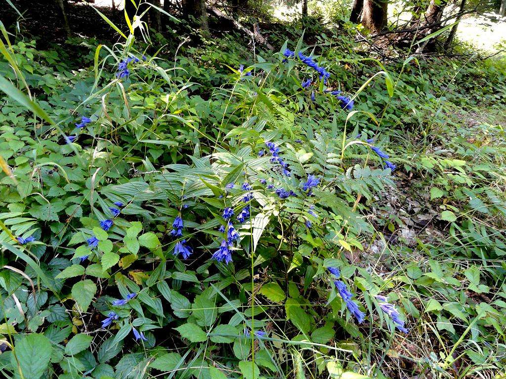 Mount Mogiła - Our hike – August 26, 2016