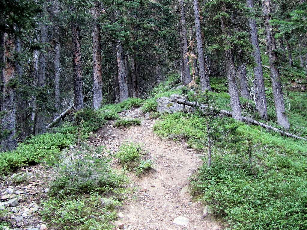 Steep trail in the forest