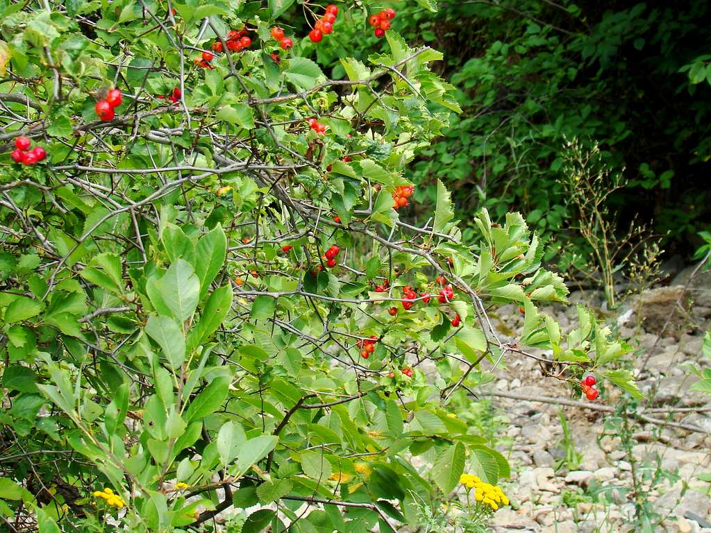 Elk Creek Wild Berries