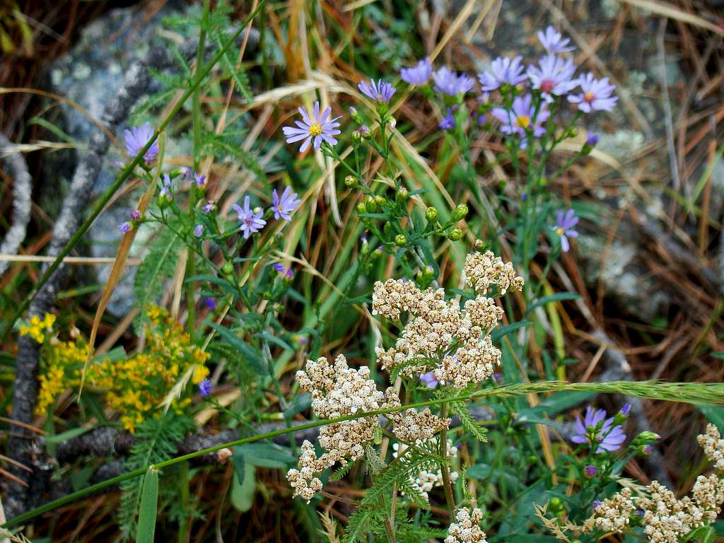 Wildflowers on Cicero Peak