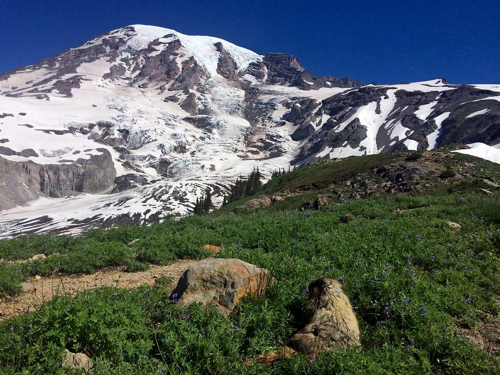 Marmot admiring Mount Rainier