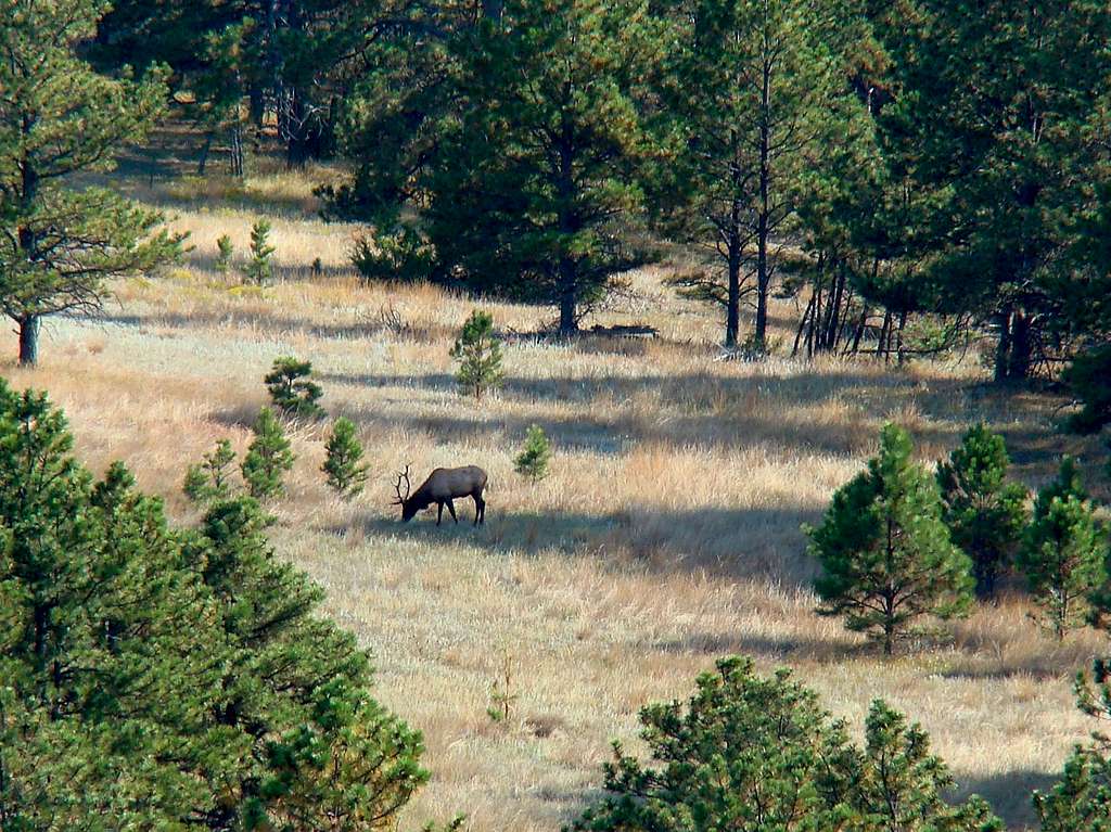 Matias Peak Elk