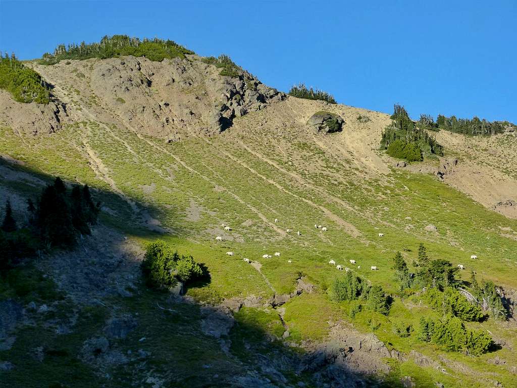 Goats East of Goat Lake