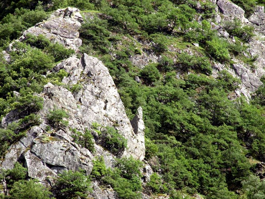 Wild Primordial structures in Bellecombe Vallon 2016