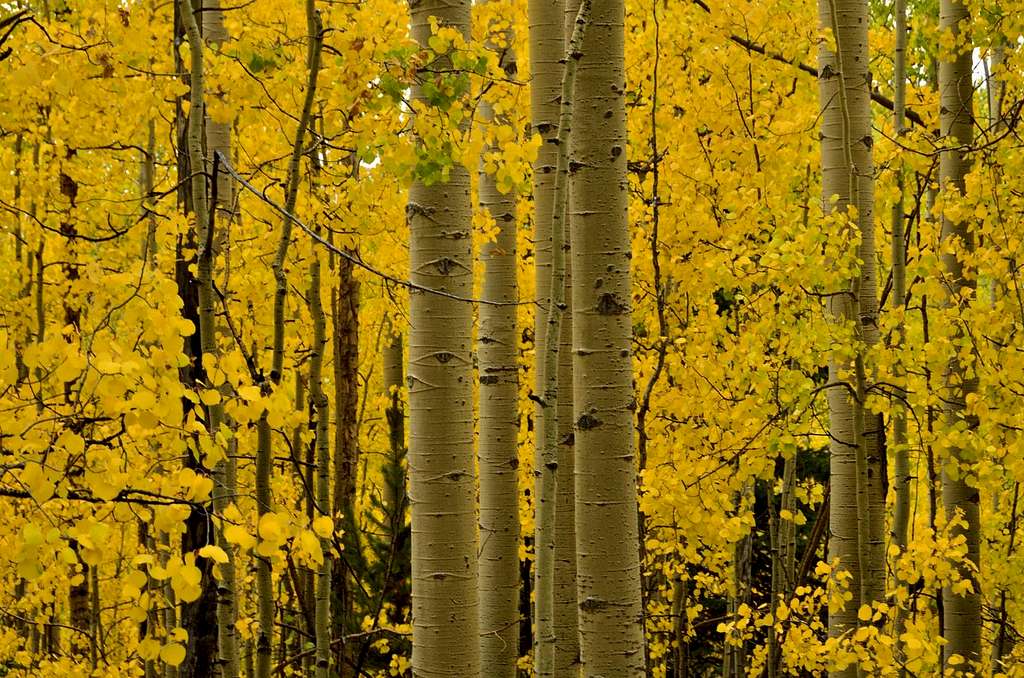 Fall in Colorado