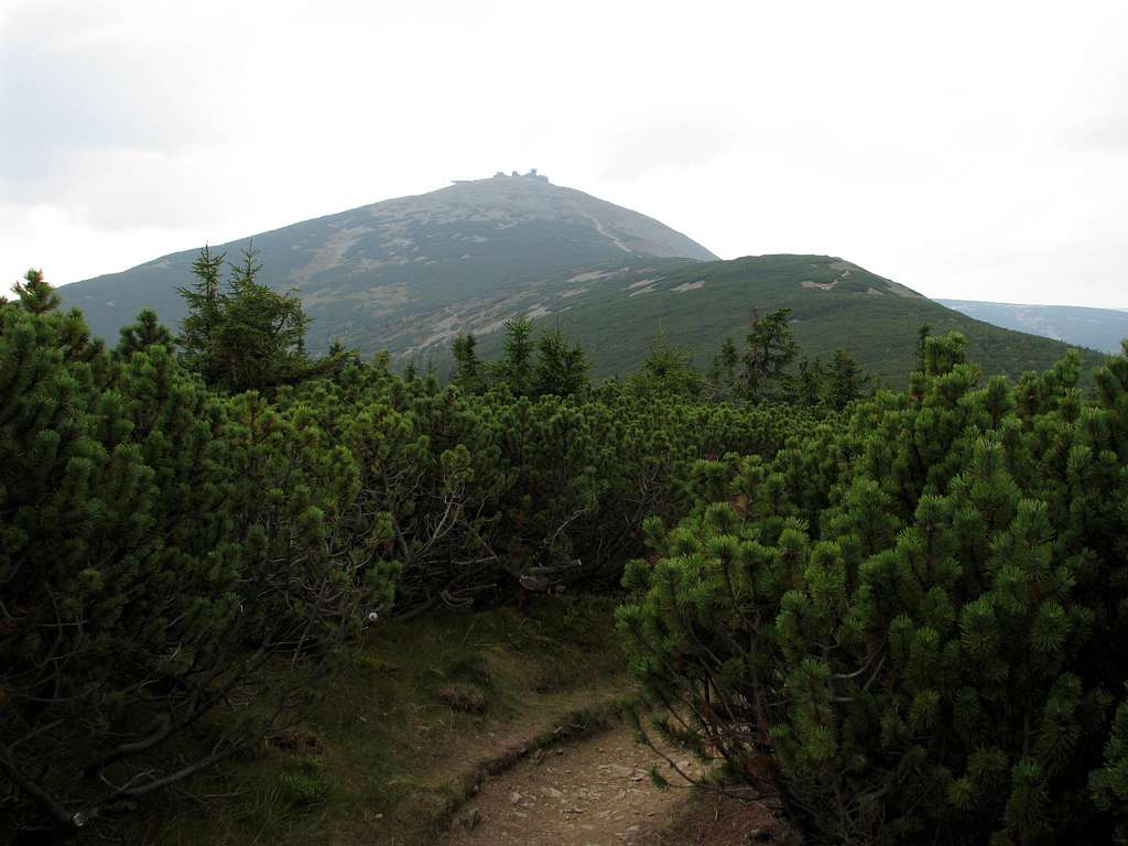 Śnieżka from Czarna Kopa