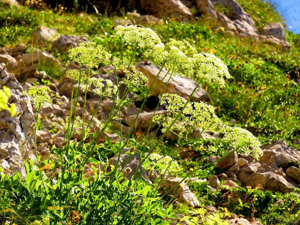 Hogweed flowers on the NW face of Maglić