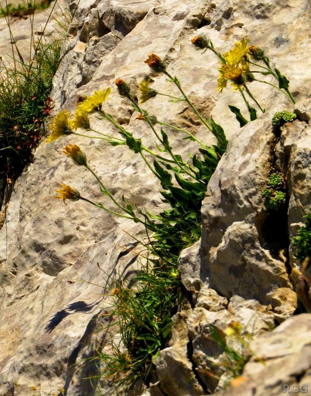 Flowers on the NW face of Maglić