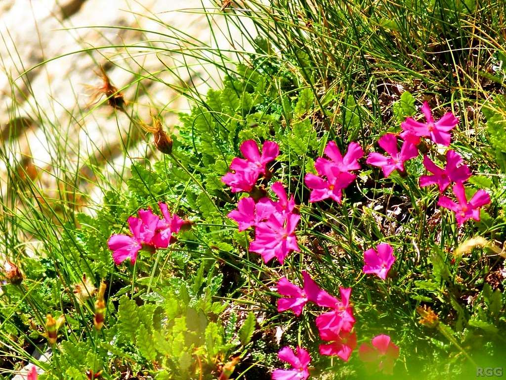 <i>Dianthus</i> flowers high on the NW face of Maglić