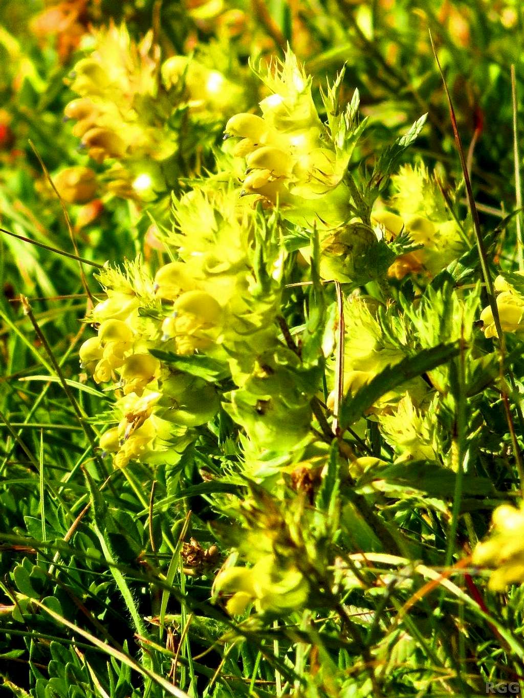 Flowers on Maglić