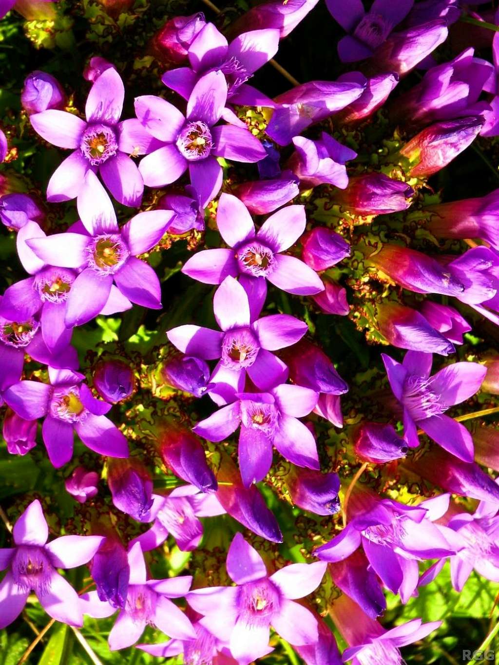 Gentian flowers on Maglić