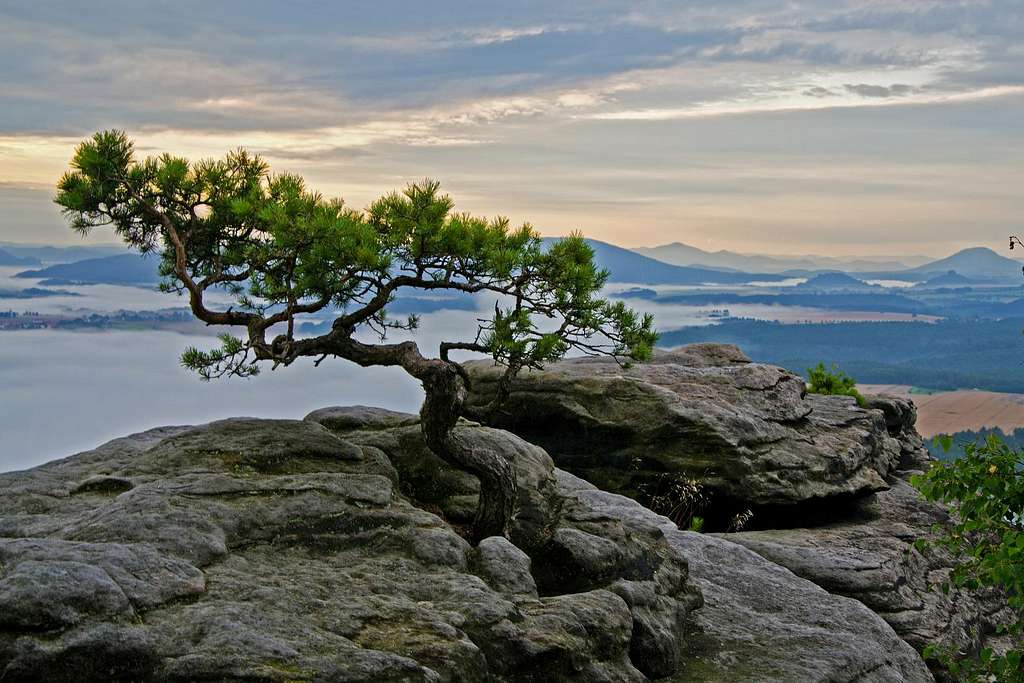 Little pine tree on the top of the Lilienstein