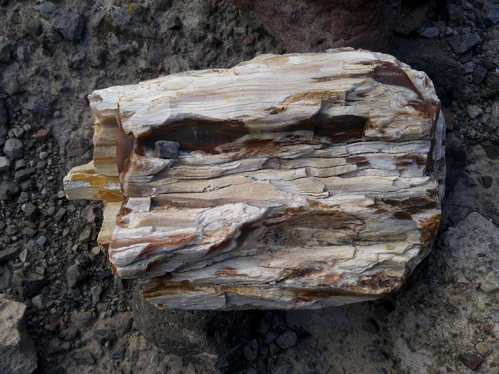 Petrified Wood in the Drainage