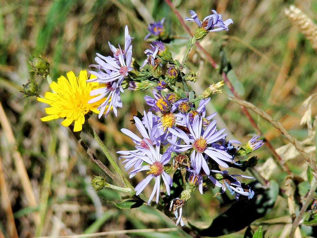 Custer Peak Wildflowers