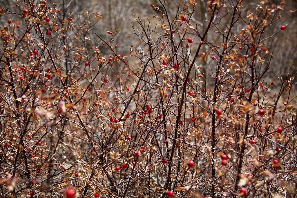 Rose Hips