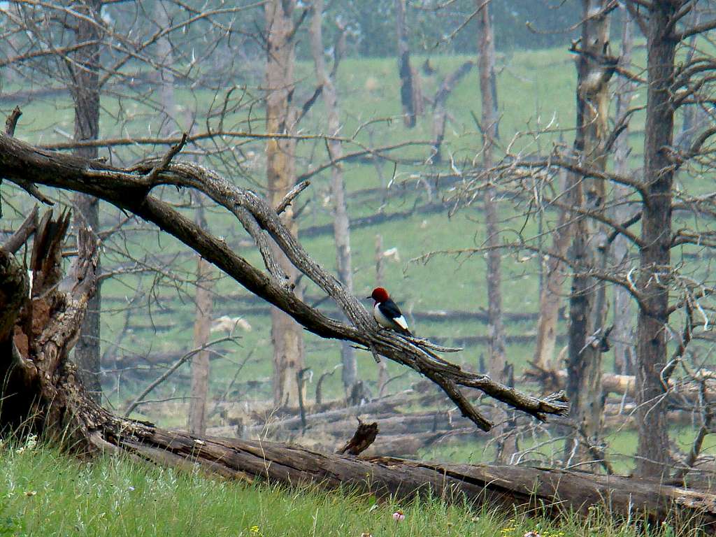 Hell Canyon Woodpecker