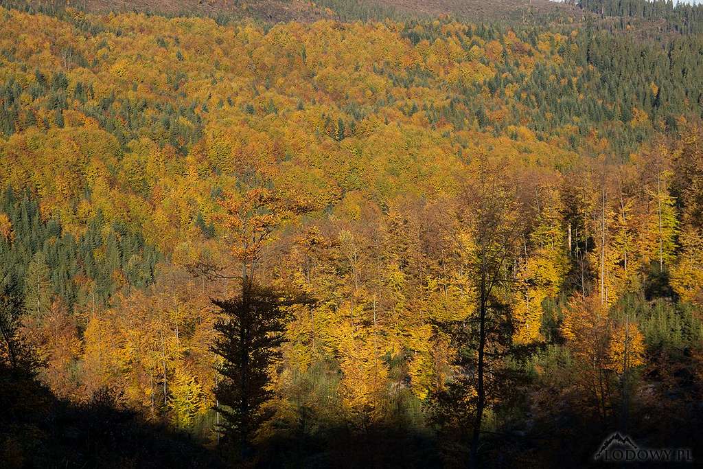 October woods over Osturna