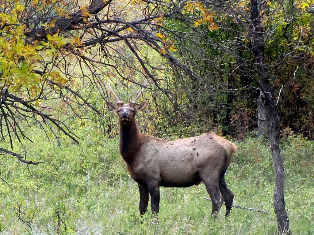 Deer? Elk?