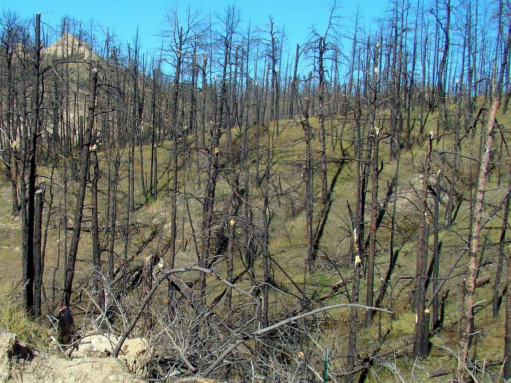 Burn Area in Nebraska's Pine Ridge