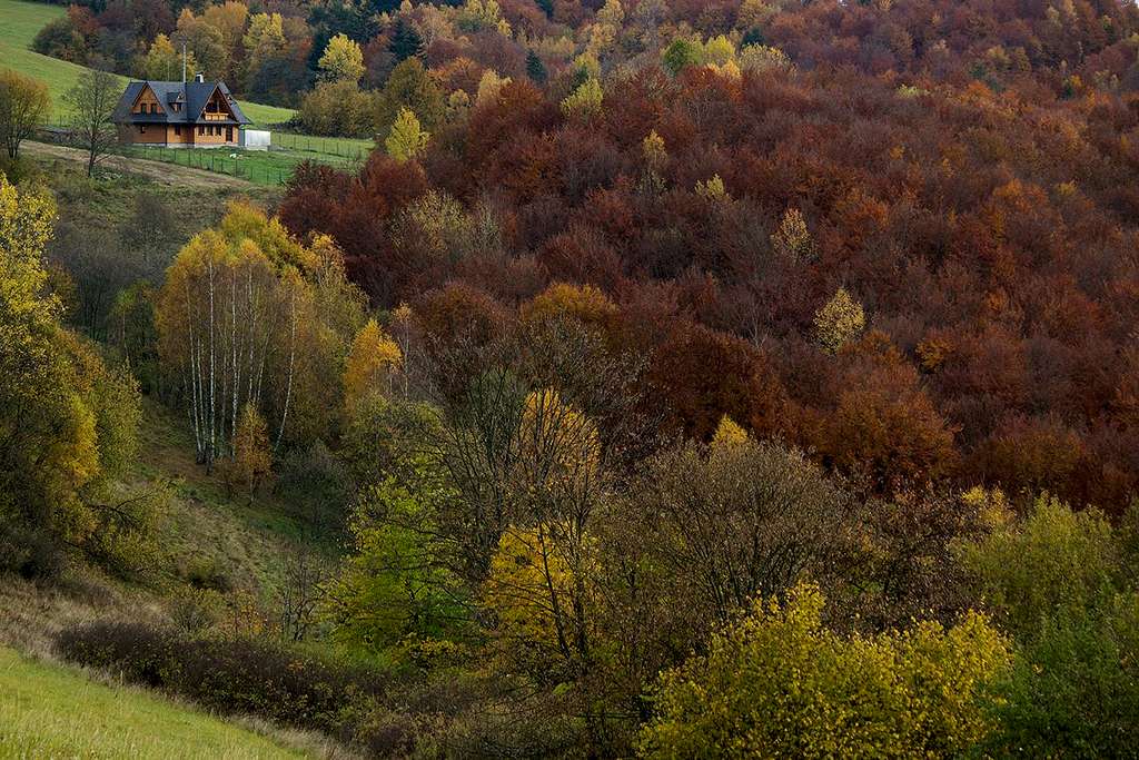 October woods over Obrucne