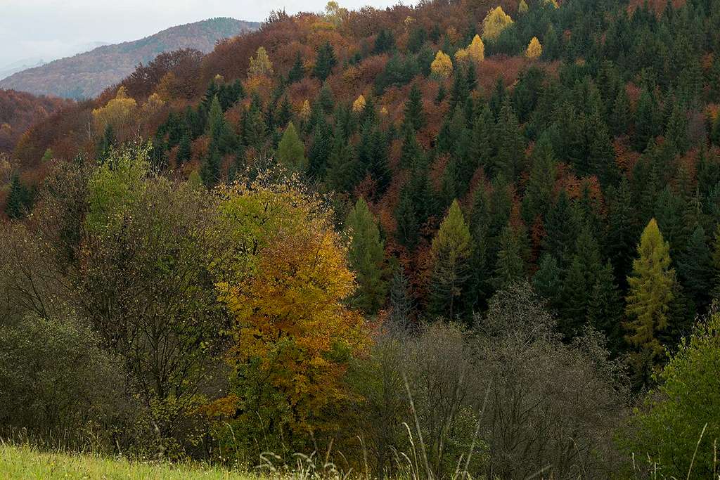 Cergov woods in fall scenery