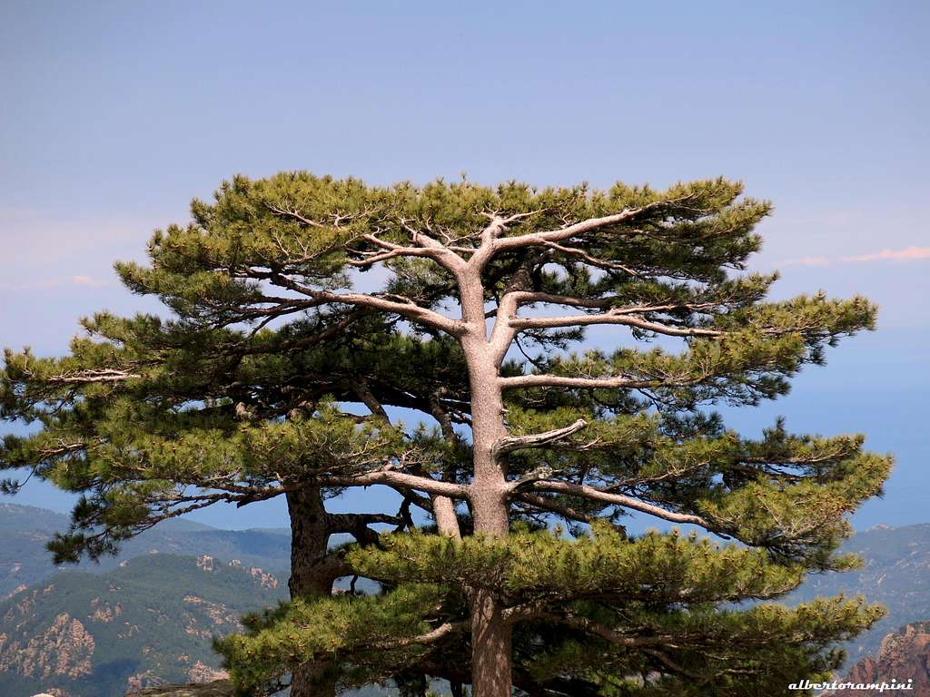 Huge Pino Laricio bent by the wind