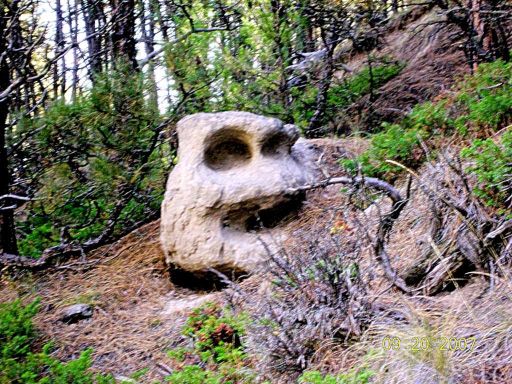 Forest Mystery Face