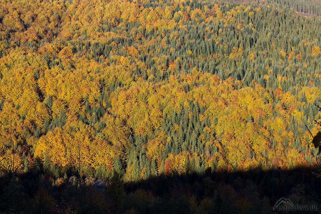 Magura woods in October scenery