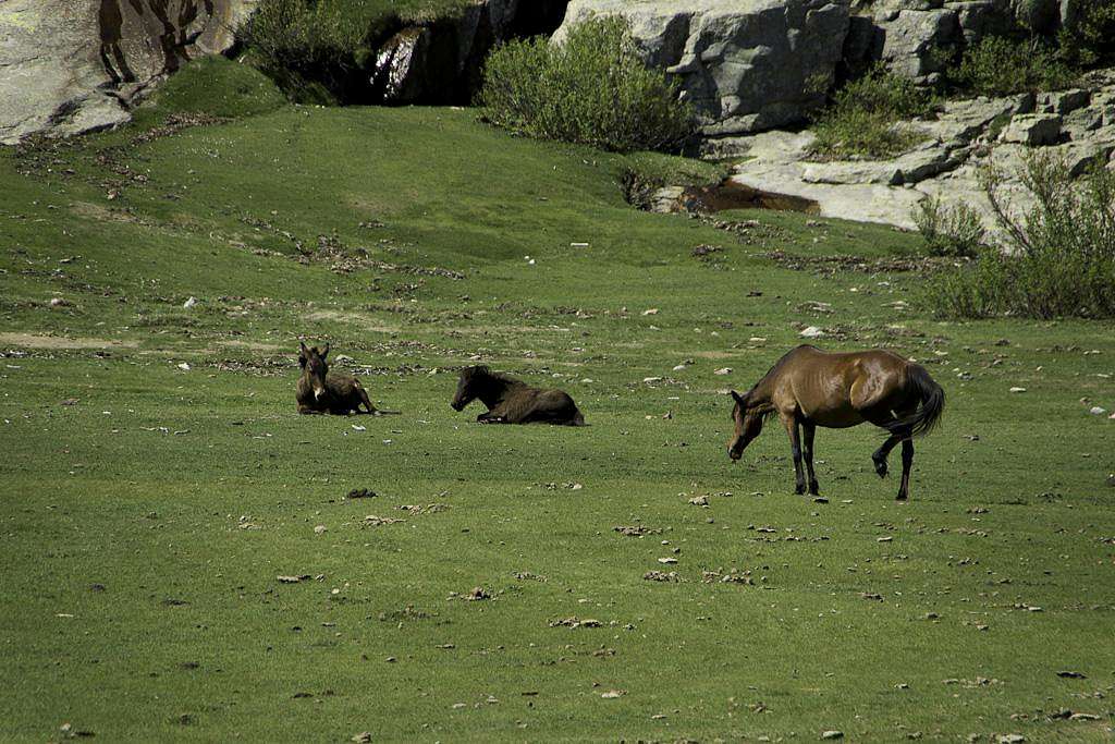 Horses resting near Lac de Nino