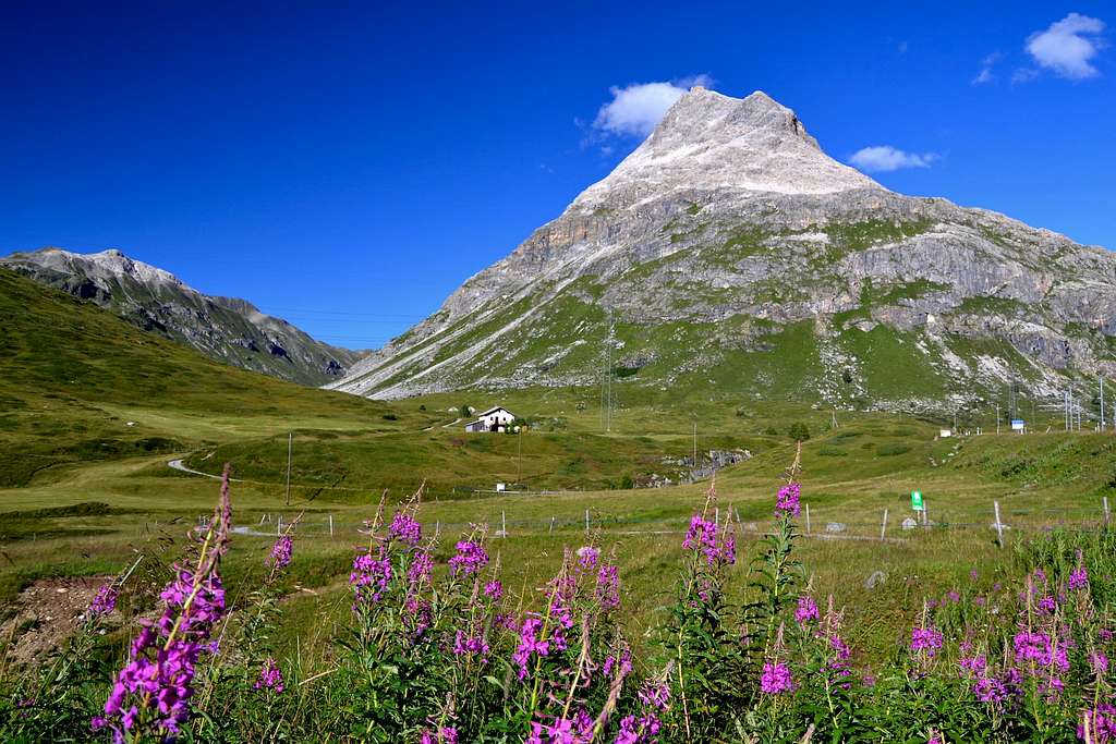 Alpine flowers in front of Piz Alv