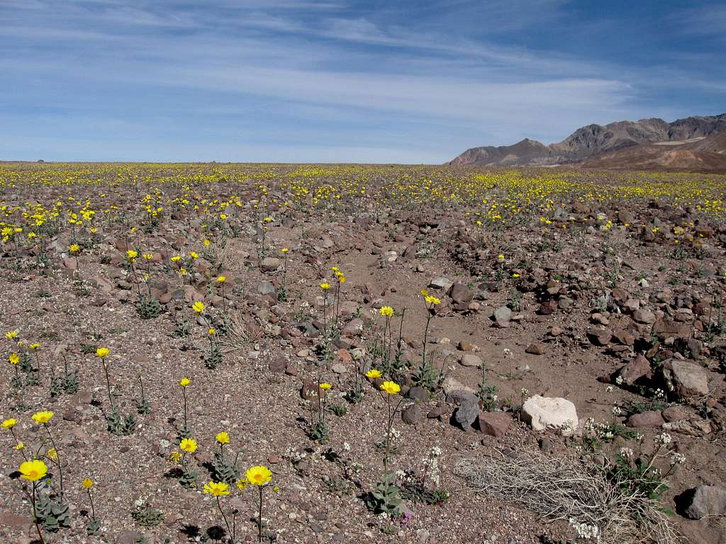 Desert Gold