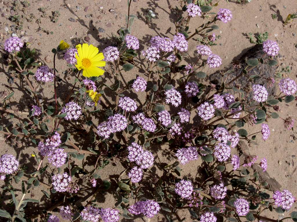 Desert Gold & Pink Sand Verbena