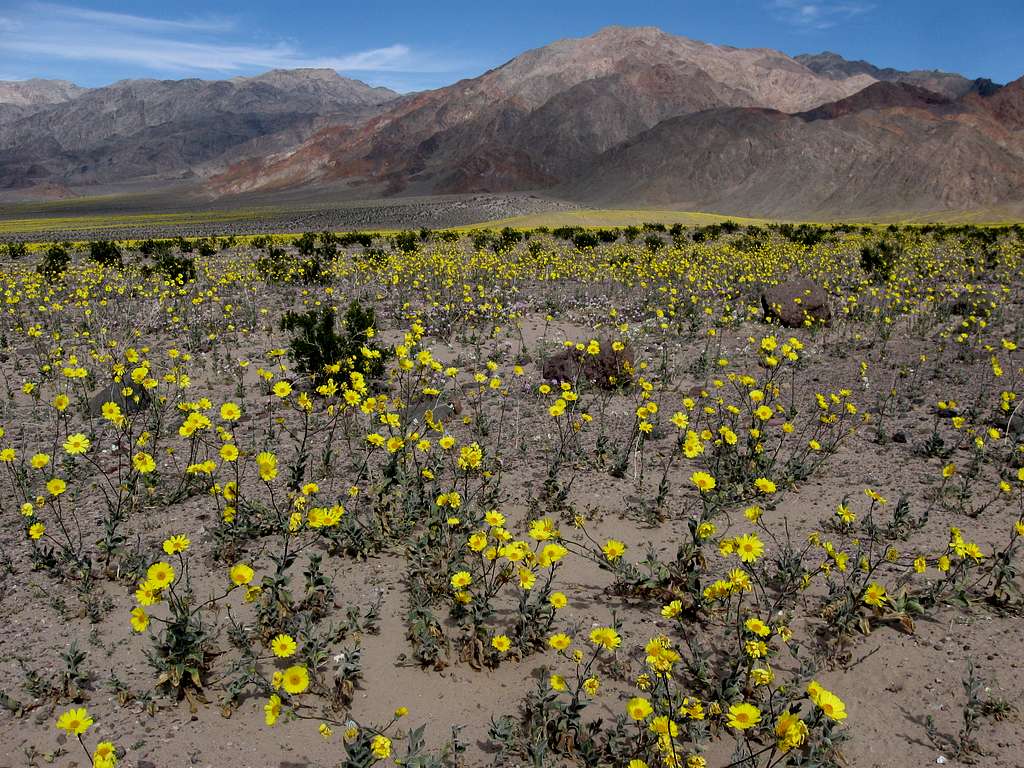 Death Valley Carpeted in Desert Gold