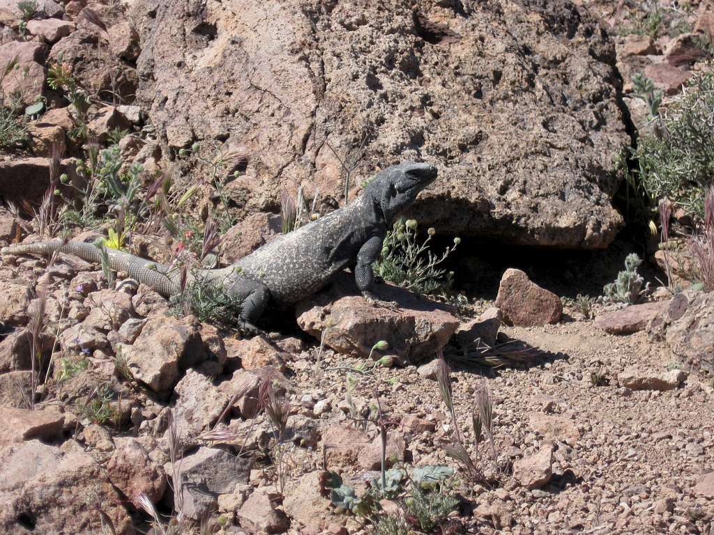 Chuckwalla