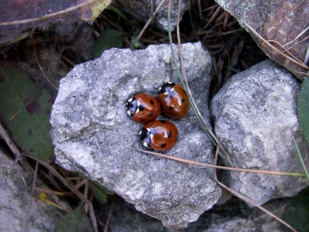 Ladybugs ...
