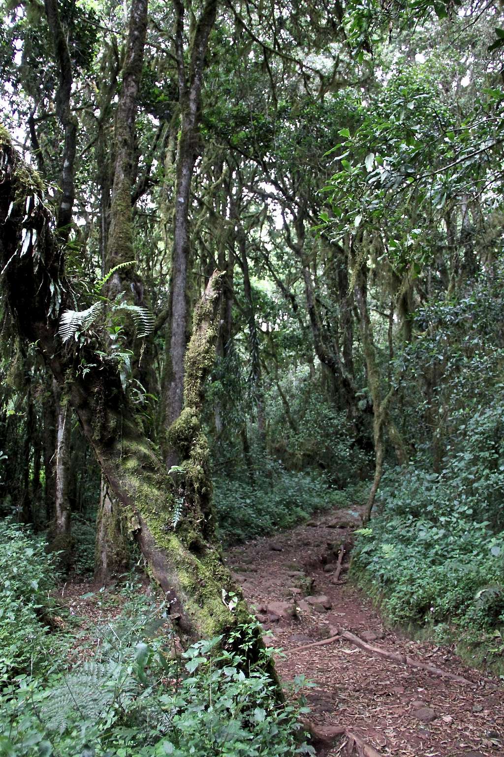 Rainforest section