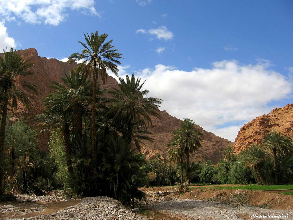 Palm trees just before getting Todra Gorge