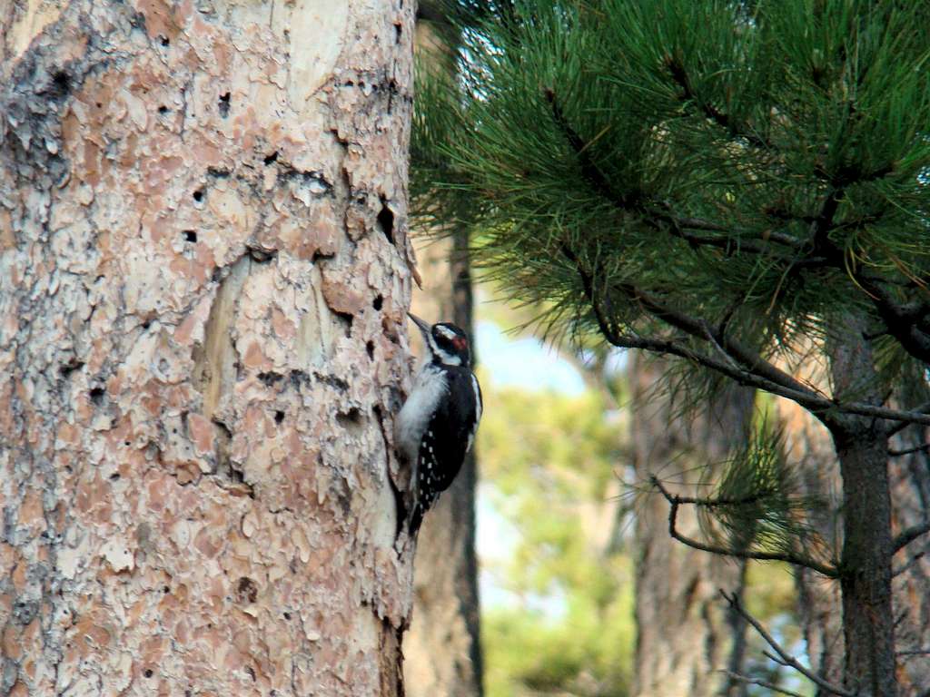 Busy Woodpecker on Battle Mountain