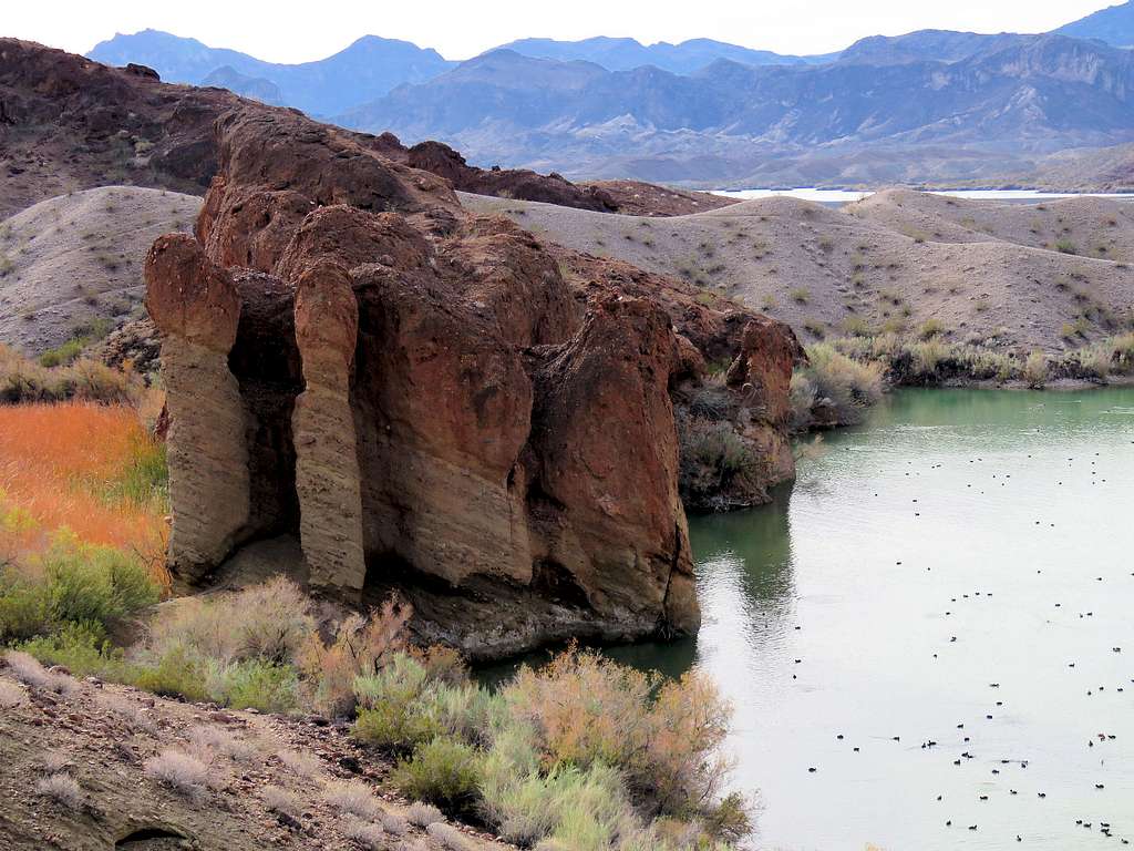 Ducks on Lake Havasu near Balance Rock