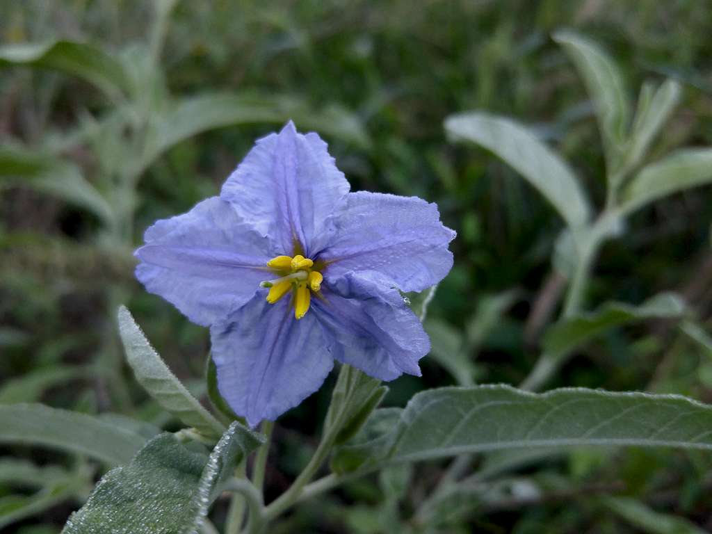 Horse Nettle at North Shore