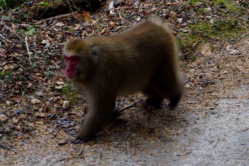 Japanese Macaque monkey